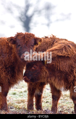 Two young calves in the winter cold Stock Photo