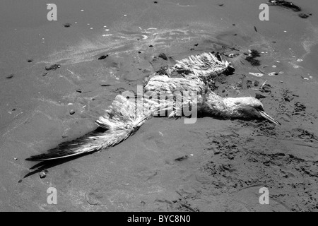 Dead sea gull on beach Stock Photo