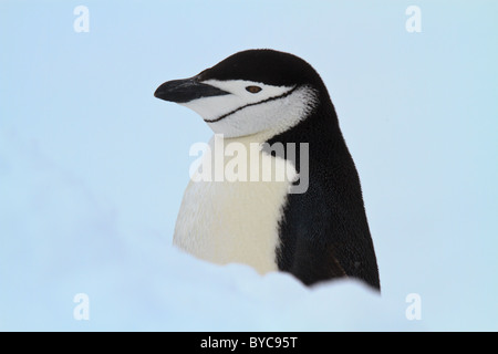 Chinstrap Penguin (Pygoscelis antarcticus), Half Moon Island, South Shetlands, Antarctica Stock Photo