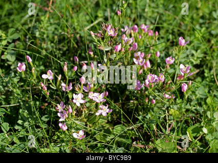 Common Centaury, Centaurium erythraea, Gentianaceae. British Wild Flower. Stock Photo