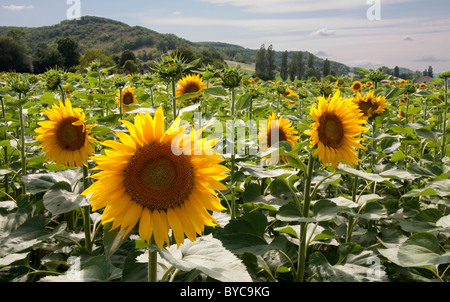 Sunflower field in southern france Stock Photo