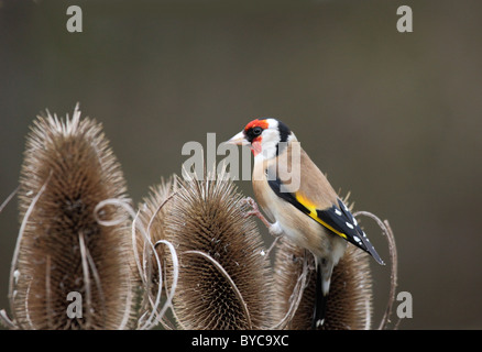 A goldfinch perched on a teasle head in search of seeds Stock Photo