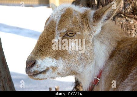 Head of a domesticated Nigerian Dwarf doe goat Stock Photo