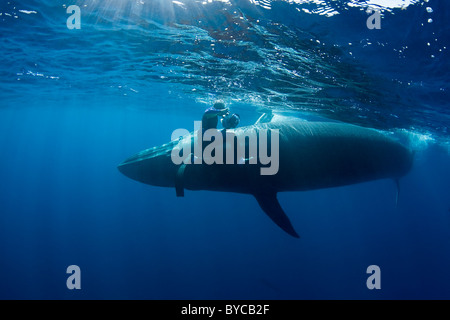 photographer Brandon Cole and Bryde's whale, Baja California, Mexico ( Eastern Pacific Ocean ) #3 of 4 Stock Photo