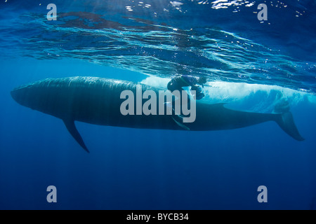 photographer Brandon Cole and Bryde's whale, Baja California, Mexico ( Eastern Pacific Ocean ) #4 of 4 Stock Photo