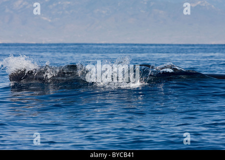 Bryde's whale, Balaenoptera brydei or Balaenoptera edeni, surfacing off Baja California, Mexico ( Eastern Pacific Ocean ) Stock Photo