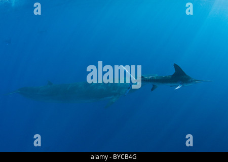 striped marlin swims past Bryde's whale, Baja, Mexico, Eastern Pacific Ocean Stock Photo