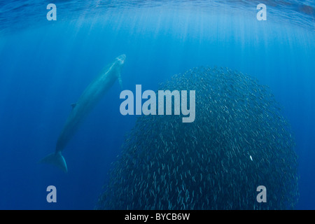 Bryde's whale investigates a bait ball of sardines and mackerel, Baja, Mexico, Eastern Pacific Ocean Stock Photo