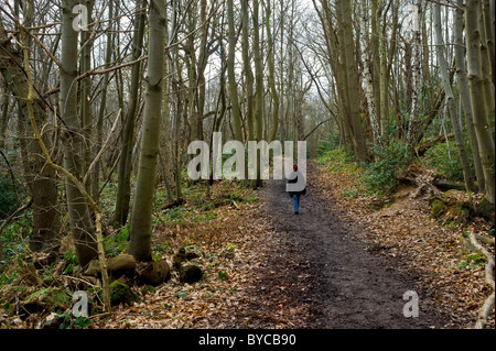 A woman walking alone along a path through Norsey Woods in Essex. Stock Photo