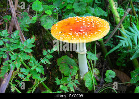 A mushroom/fungi with white speckled, bright orange cap (4.75 in) & white stalk -- Fly Amanita / Fly Agaric (Amanita muscaria). Stock Photo