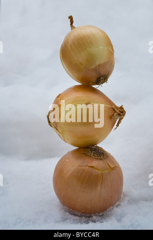 Three stacked onions on snow. Stock Photo