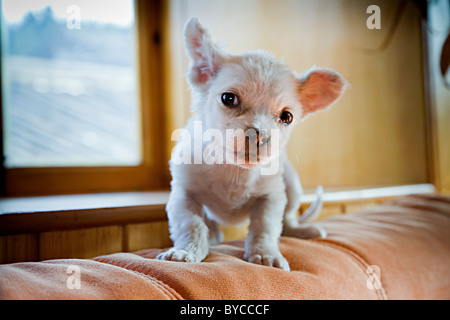 Small white Chihuahua puppy or young dog in Lijiang, Yunnan Province, China. JMH4753 Stock Photo