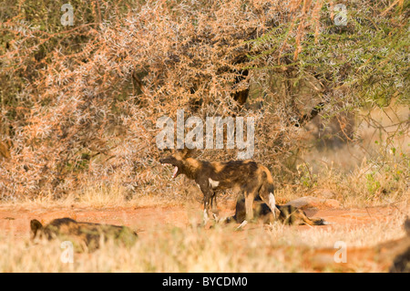 African Wild Dog (Lycaon pictus) adult yawning in Loisaba, Kenya, Eastern Africa, Africa Stock Photo