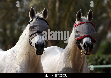 Two domestic horses (Equus ferus caballus) wearing fly masks on a meadow. Stock Photo