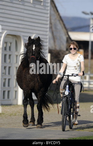 Domestic Horse (Equus ferus caballus). Young woman on bicycle leading a horse on a lead. Stock Photo
