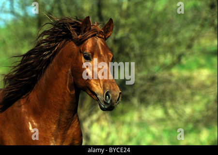 Mangalarga Marchador (Equus ferus caballus). Portrait of a chestnut stallion with flowing mane. Stock Photo