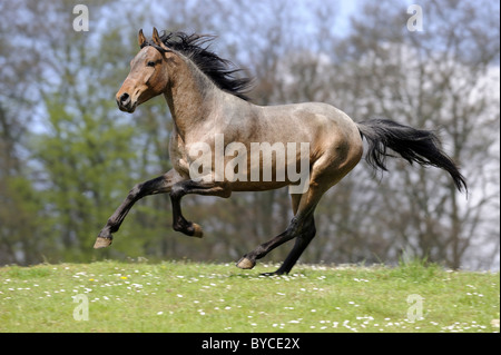 Mangalarga Marchador (Equus ferus caballus), stallion in a gallop. Stock Photo