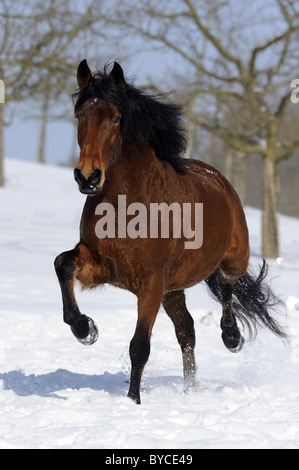 Mangalarga Marchador (Equus ferus caballus), bay gelding trotting over snow. Stock Photo