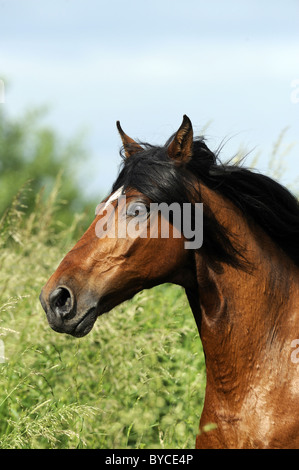 Mangalarga Marchador (Equus ferus caballus), portrait of a bay gelding. Stock Photo