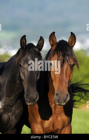 Mangalarga Marchador (Equus ferus caballus), portrait of two young stallions. Stock Photo