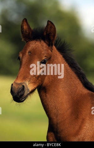 Mangalarga Marchador (Equus ferus caballus), portrait of a bay foal. Stock Photo