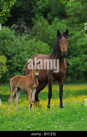 Mangalarga Marchador (Equus ferus caballus). Mare with foal standing on a meadow. Stock Photo