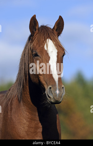 Mangalarga Marchador (Equus ferus caballus), portrait of a stallion with markings. Stock Photo