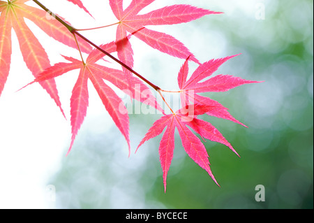 Red leaves Stock Photo