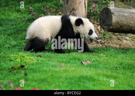 walk panda Stock Photo