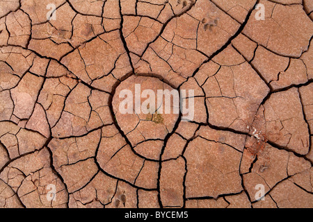 Famine drought arid dried up out cracked soil Stock Photo