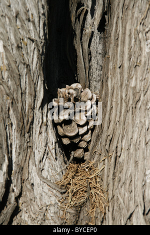 one single pine cone resting on tree trunk bark in sun Stock Photo