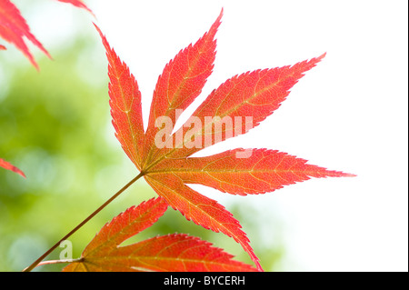 Red leaves Stock Photo