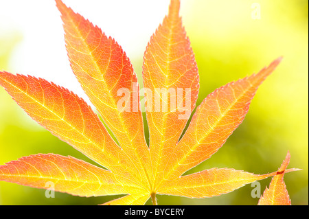 Red leaves Stock Photo