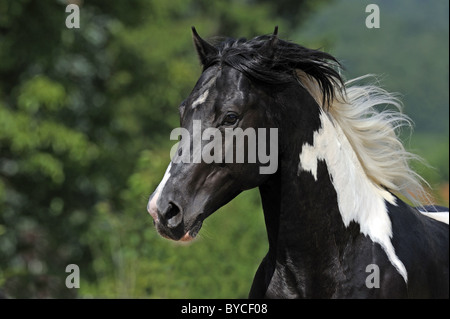 Paint Horse (Equus ferus caballus). Portrait of a black and wihite stallion with mane flowing. Stock Photo
