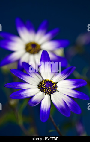 Senetti flowers Stock Photo