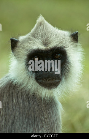 Grey Langur Monkey in Anuradhapura, Sri Lanka. Stock Photo