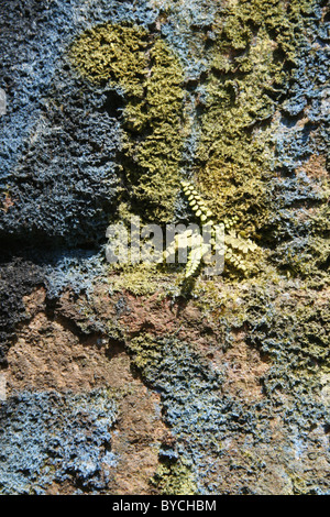 urban graffiti and green plant moss on wall in city town Stock Photo