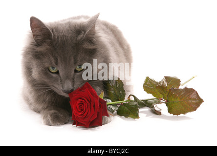 cat with rose portrait studio Stock Photo