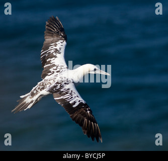 Immature Adult Northern Gannet Sula bassana, in flight off Bempton Cliffs, Bridlington, North Yorkshire. Stock Photo