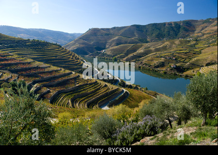 Portugal, the Alto Douro, vineyards and the river, near Regua Stock Photo