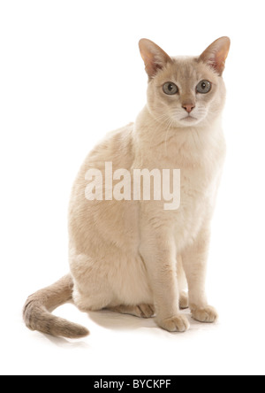 Tonkinese Lilac-based Caramel Tabby Mink adult cat Sitting portrait Studio Stock Photo