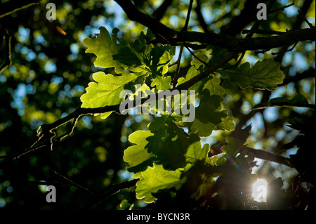 Backlit Oak tree leaves seen against a blue sky Stock Photo - Alamy
