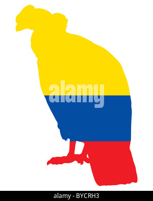 Andean Condor Ecuador Stock Photo