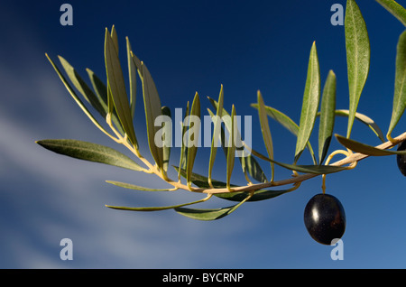 Ripe Olive on an Olive branch against blue sky in the Palm grove of Skoura oasis Morocco Stock Photo