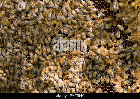 Unmarked queen honeybee Apis mellifera tended by workers Stock Photo