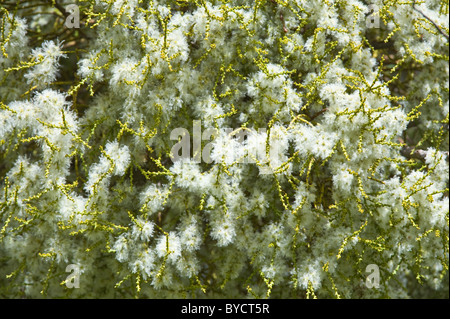 Farolito Chino, False mistletoe (Misodendrum punctulatum) grows and flowers on Nothofagus tree North of El Calafate Argentina Stock Photo