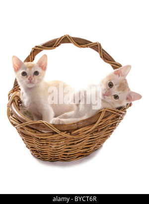 Burmese red and cream Kittens in a basket Studio Stock Photo