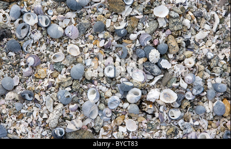 Attractive collection of shells on the tide line of an Australian beach Stock Photo