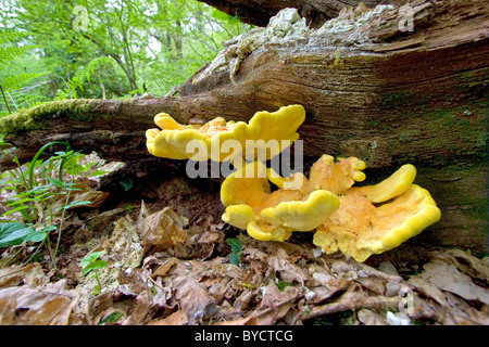 Chicken of the Woods fungus Laetiporus sulphureus growing on a fallen tree log Stock Photo