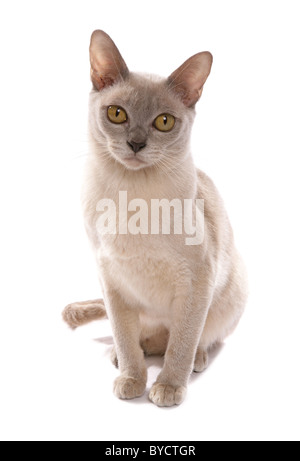 Lilac burmese cat sitting portrait studio Stock Photo